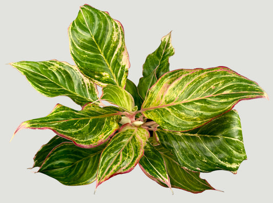 Aglaonema Sparklin Sarah