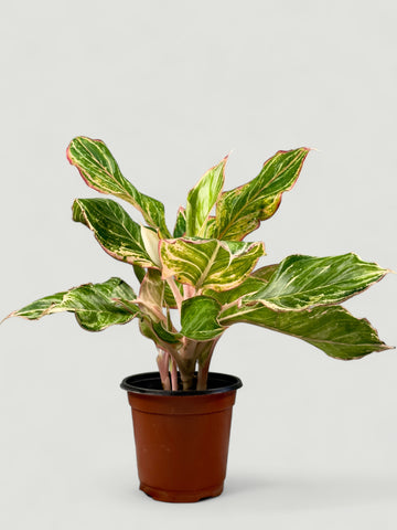 Aglaonema Sparklin Sarah