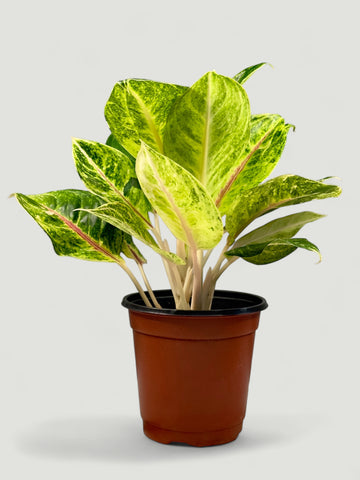 Aglaonema Red Gold