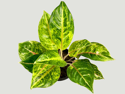 Aglaonema Red Gold