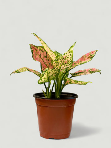 Aglaonema Red Valentine