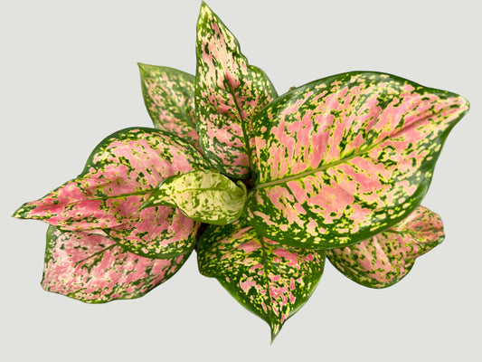 Aglaonema Red Valentine