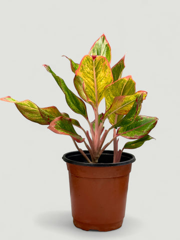 Aglaonema Siam Aurora