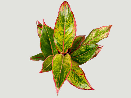 Aglaonema Siam Aurora