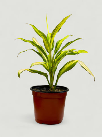 Dracaena Fragans Lemon Lime