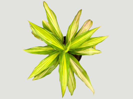 Dracaena Fragans Lemon Lime