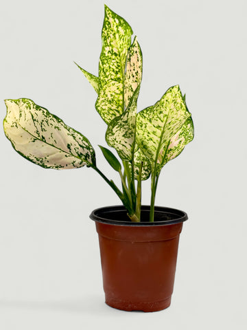 Aglaonema Spring Snow