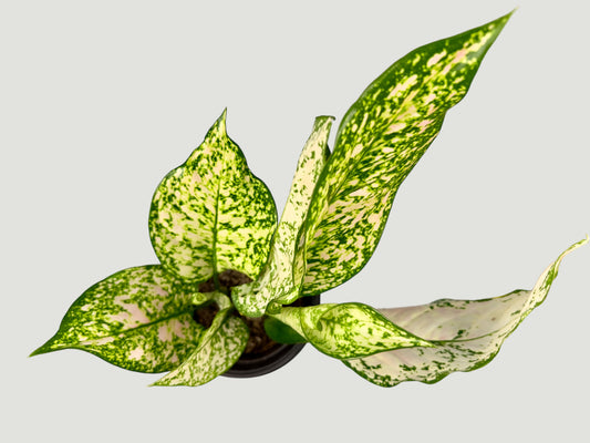 Aglaonema Spring Snow