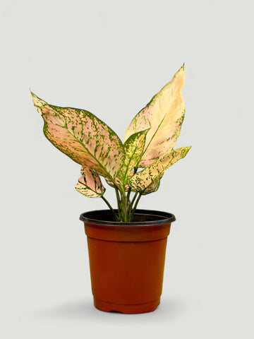 Aglaonema Pink Princess