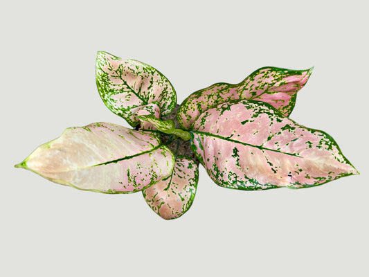 Aglaonema Pink Princess